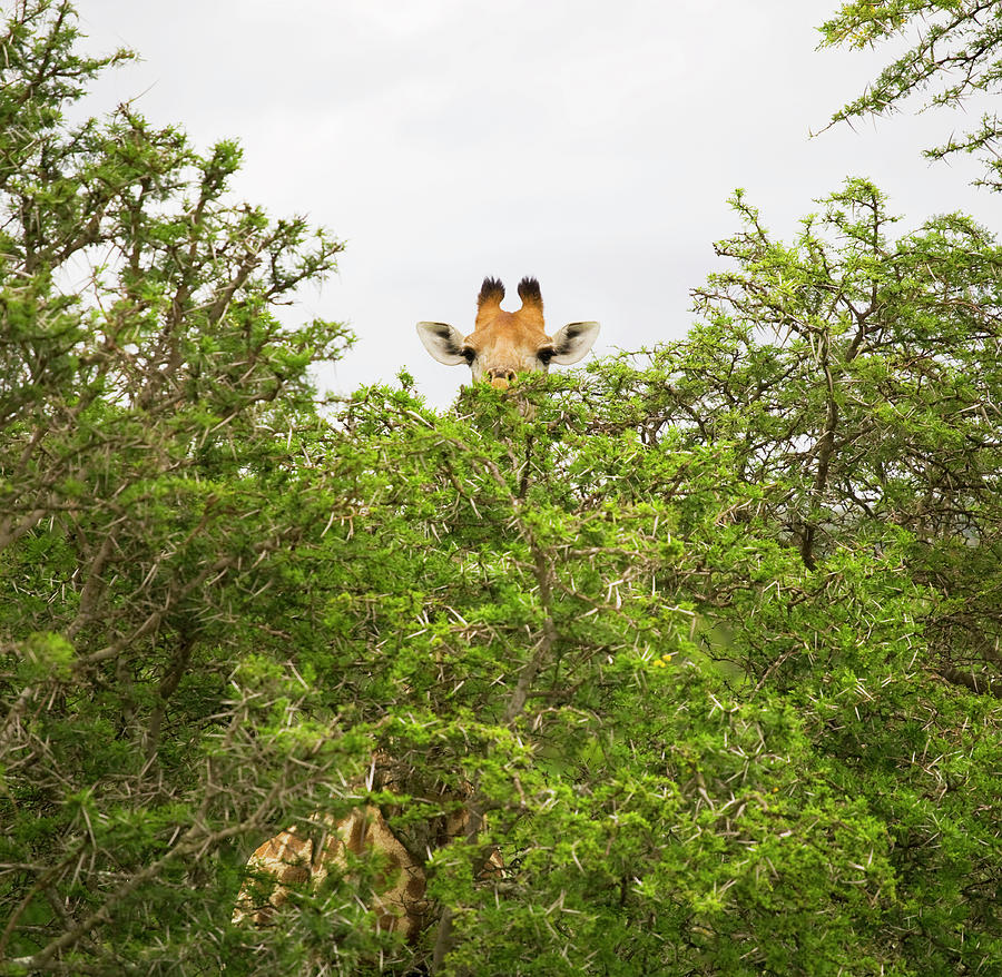 Giraffe Behind Trees In Safari Park Photograph by Nick Dolding