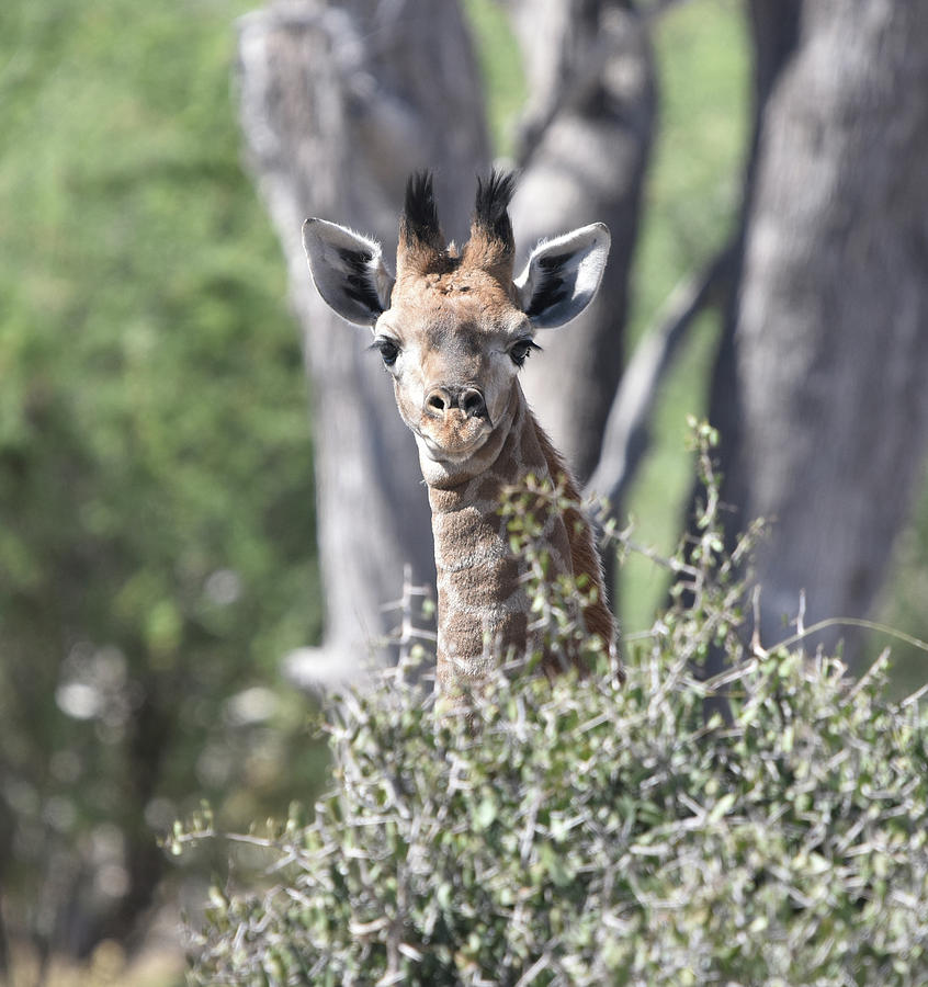 A Curious Giraffe Photograph by Ben Foster