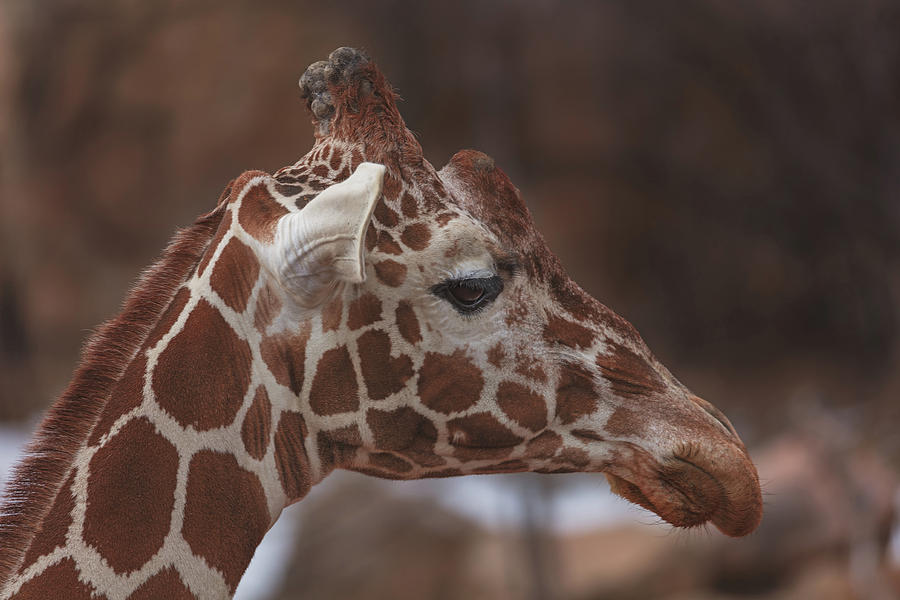 Giraffe  Photograph by Brian Cross