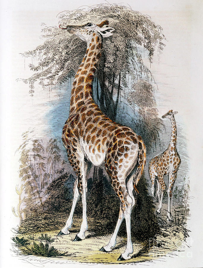 Giraffe Browsing On A Tree, 1836 Drawing by Print Collector