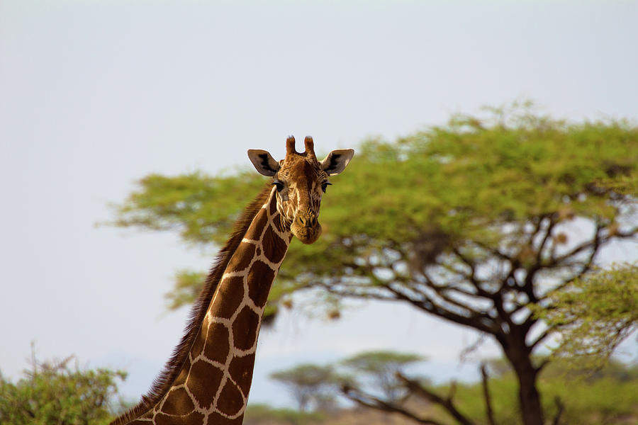 Giraffe Photograph by By Eleonore Bridge
