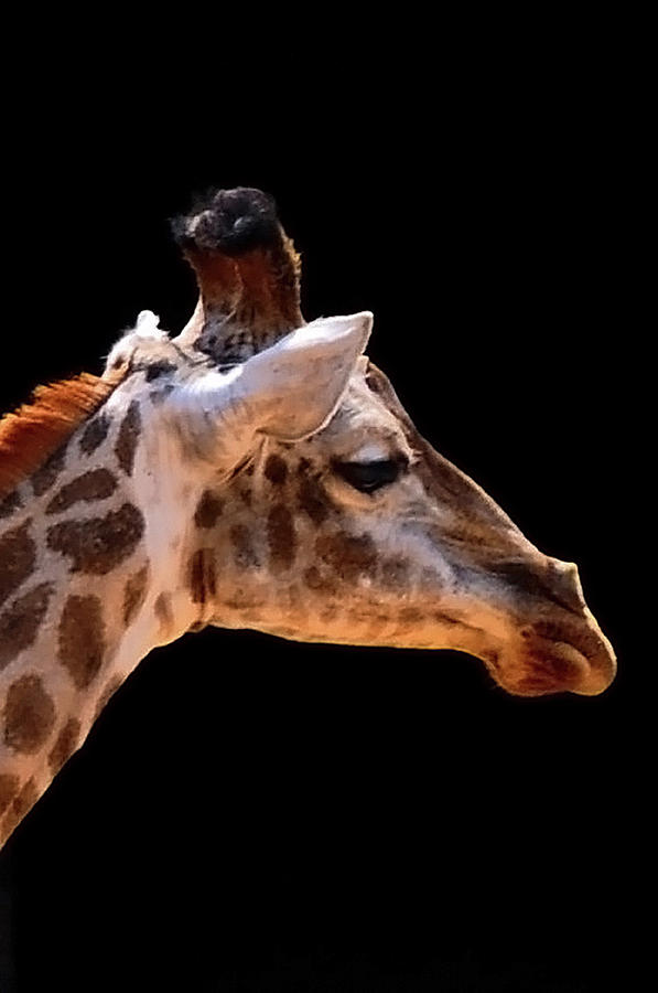 Giraffe Photograph by By Eugenio Carrer São Paulo Brazil