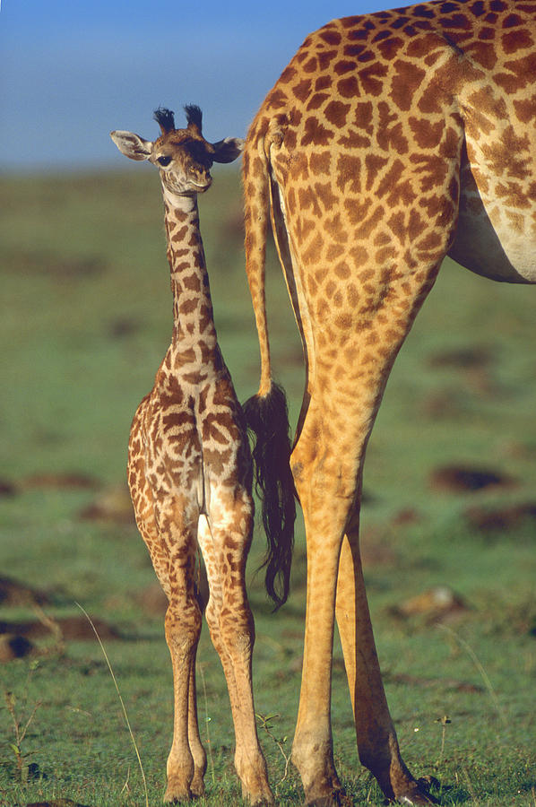 Giraffe Calf And Mother, Africa Photograph by Tim Fitzharris