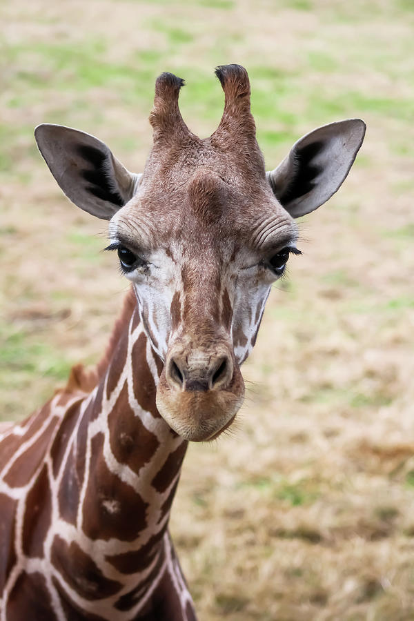 Giraffe Close Up Photograph