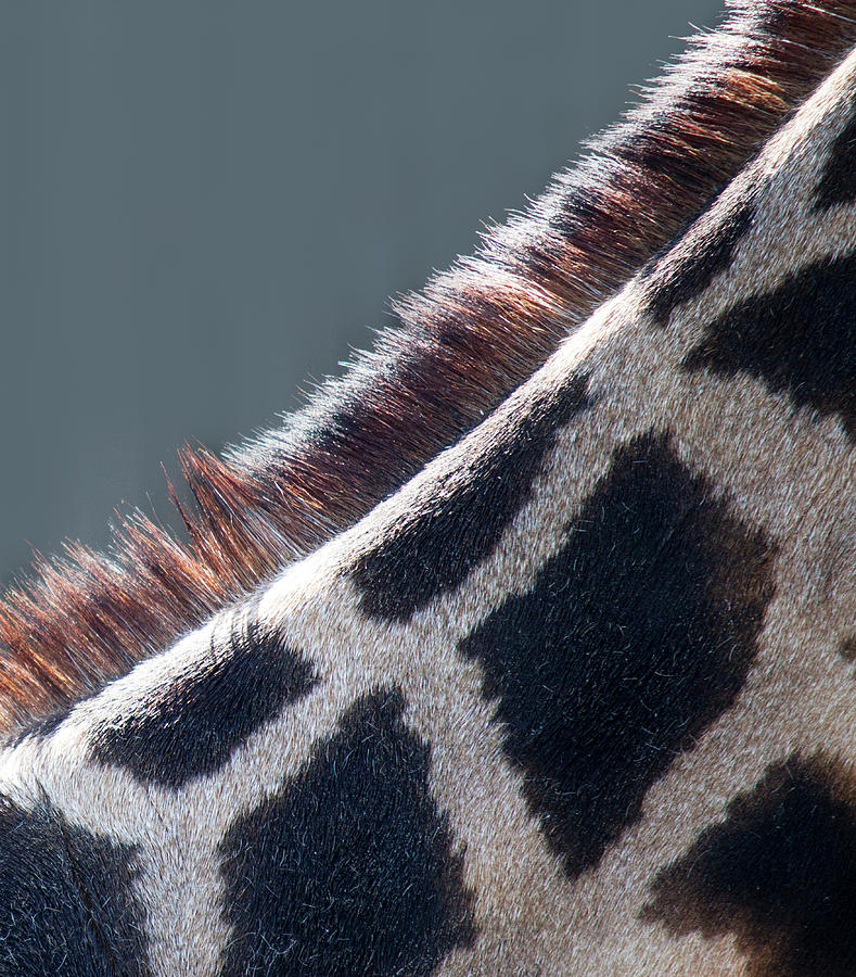 Giraffe Coat Photograph by Victor Walsh Photography