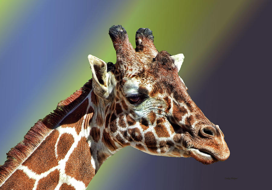 Giraffe Profile Photograph
