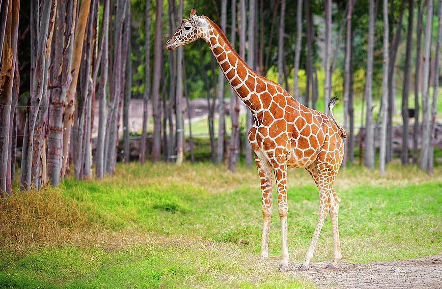 Giraffe Photograph by Daniel Stoychev Photography