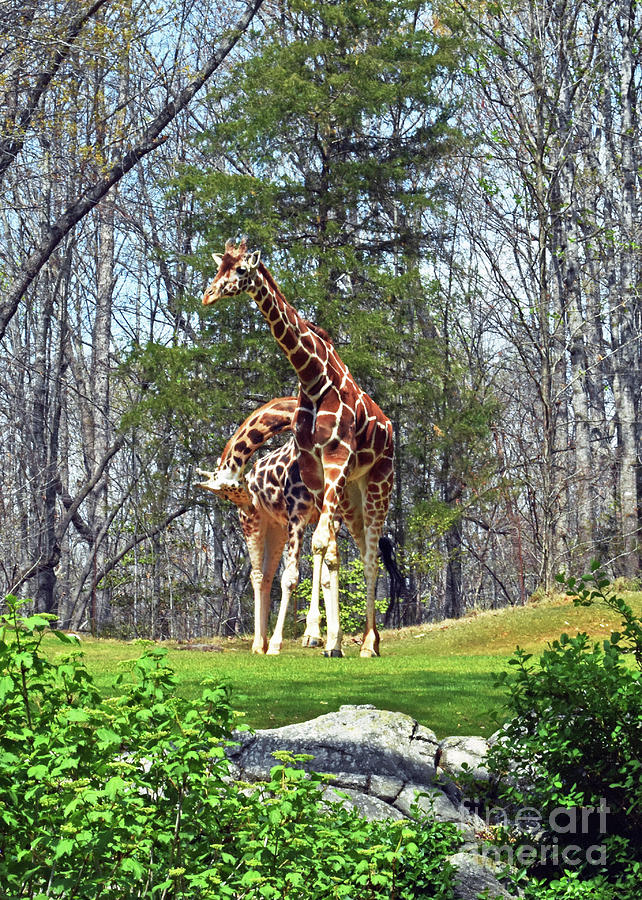 Giraffe Delight Photograph by Lydia Holly