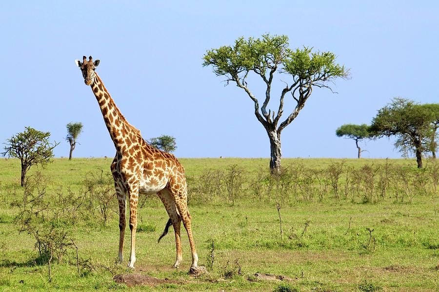 Giraffe Photograph by Devgnor