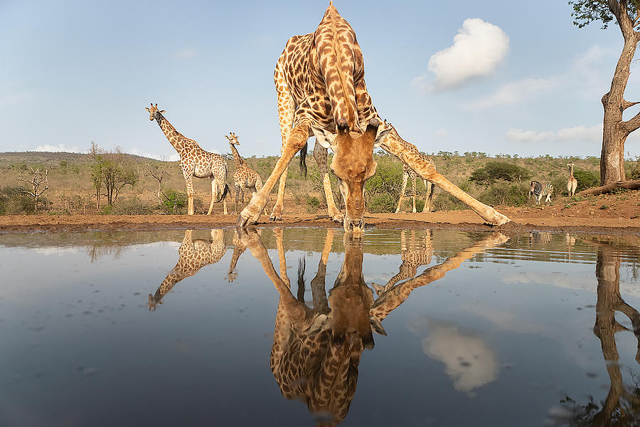 Giraffe Drinking Photograph by Joan Gil Raga