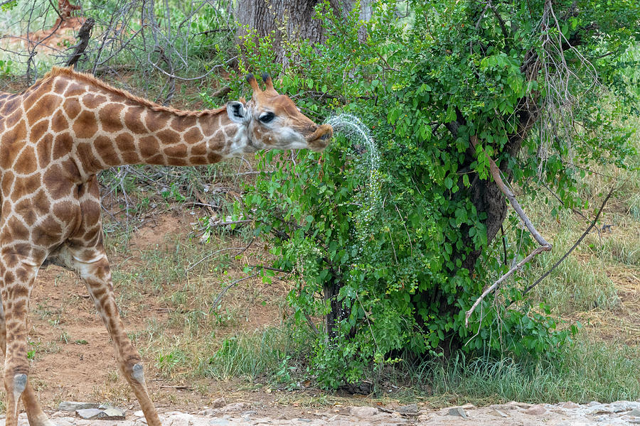 Giraffe Drinking Pattern Photograph by Mark Hunter