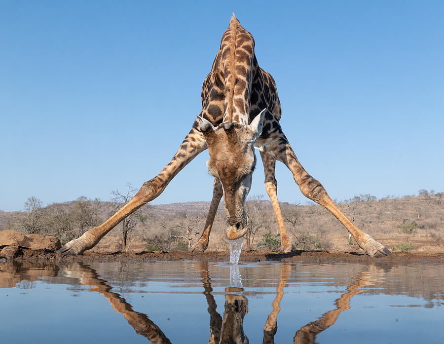 Giraffe Drinking Water Photograph by Bart Michiels