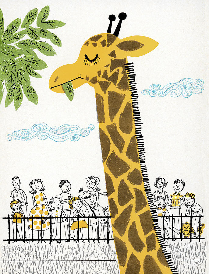 Vintage Drawing - Giraffe Eating at Zoo by CSA Images