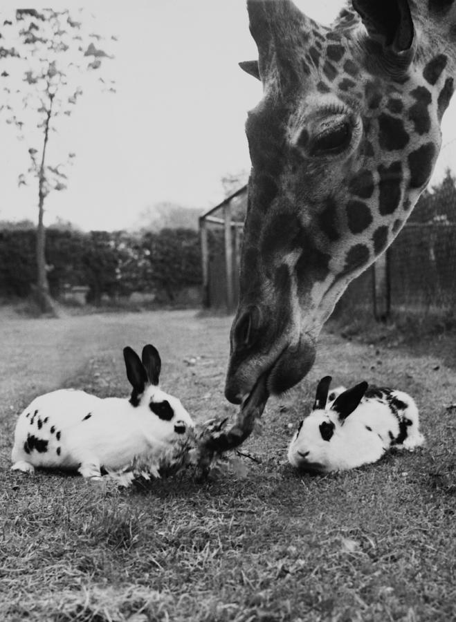 giraffes eating food