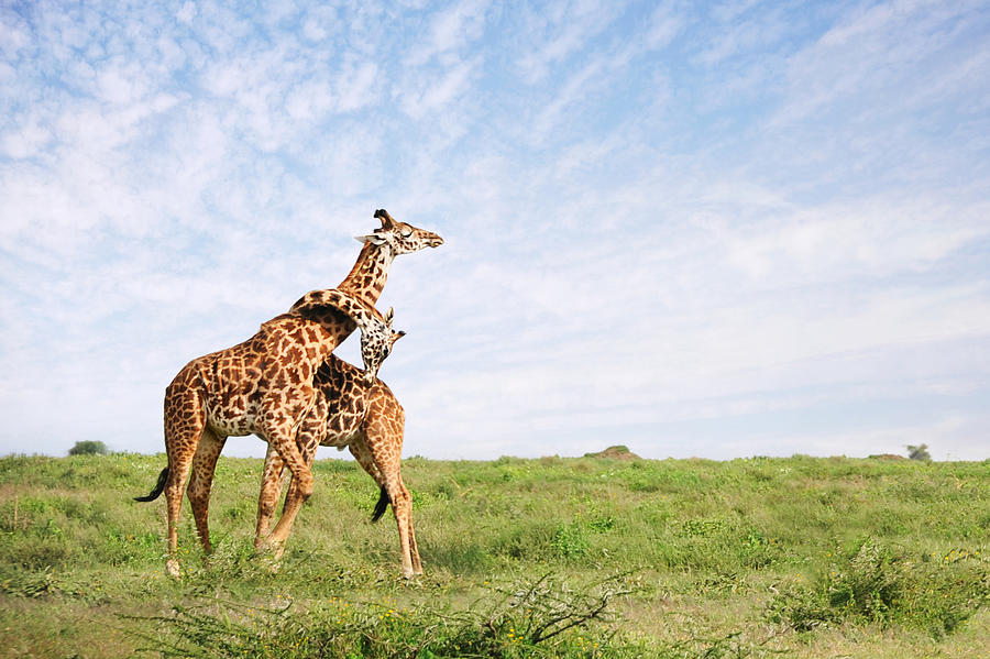 Giraffe Embrace Photograph by David Lazar