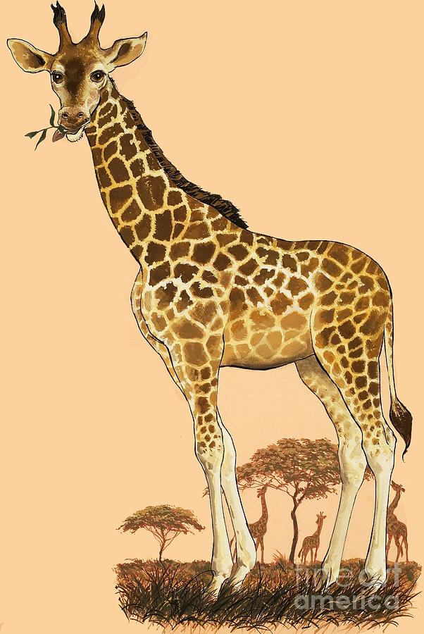 Giraffe Painting by English School