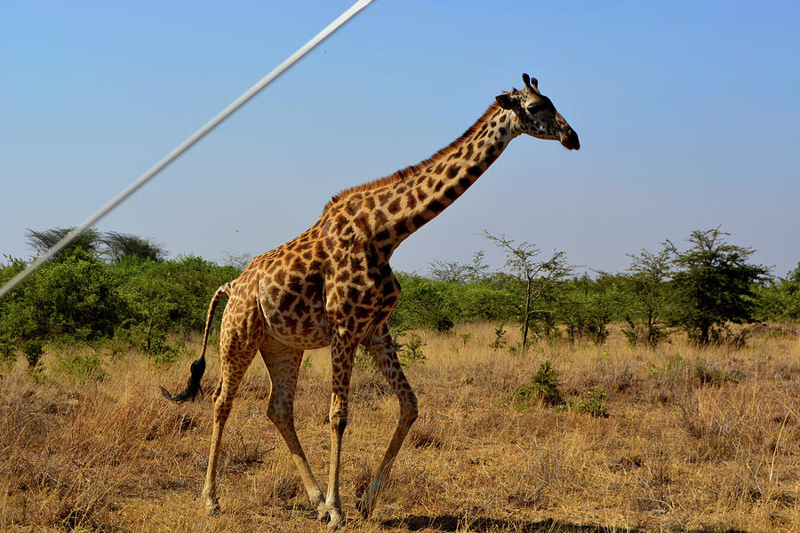 Giraffe Pyrography By Eric Fine Art America