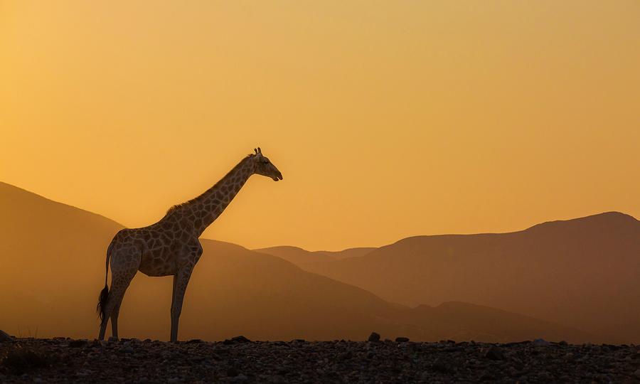 Giraffe, Etosha Np, Namibia Digital Art by Marco Gaiotti