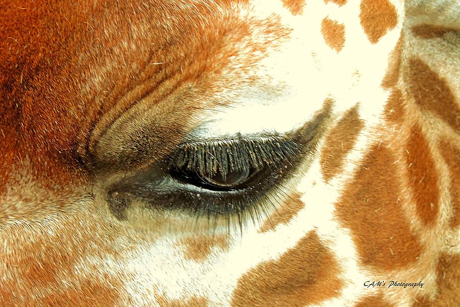 Giraffe Eye Photograph By Carmen Macuga