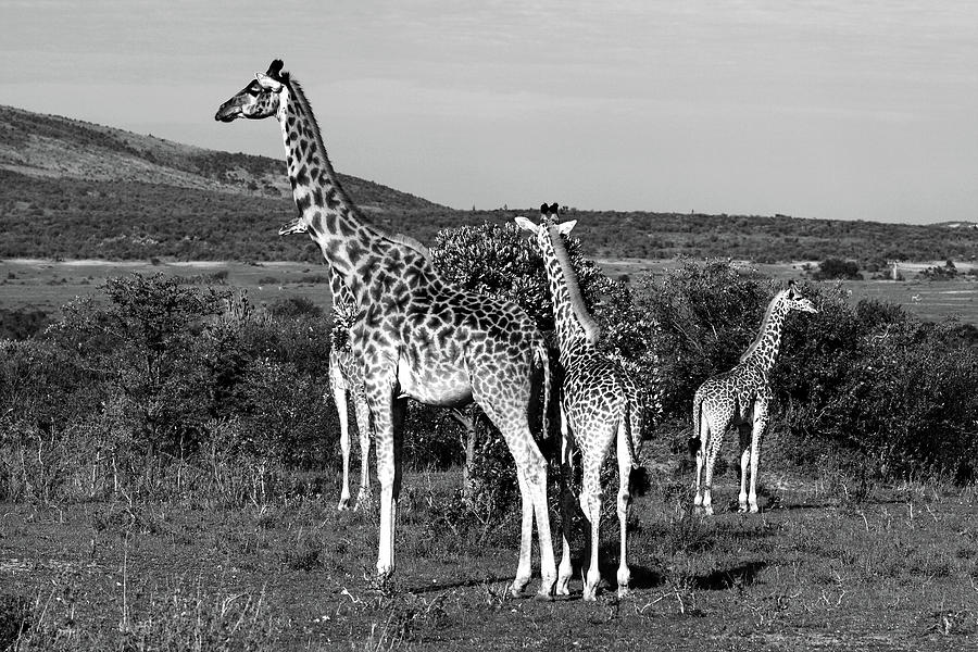 Wildlife Photograph - Giraffe Family by Aidan Moran
