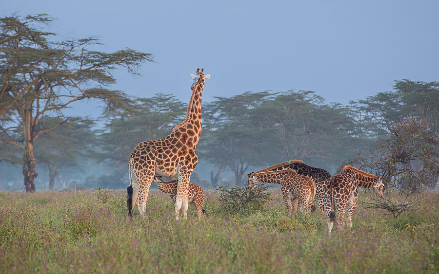 Giraffe Family Photograph by Joy Pingwei Pan