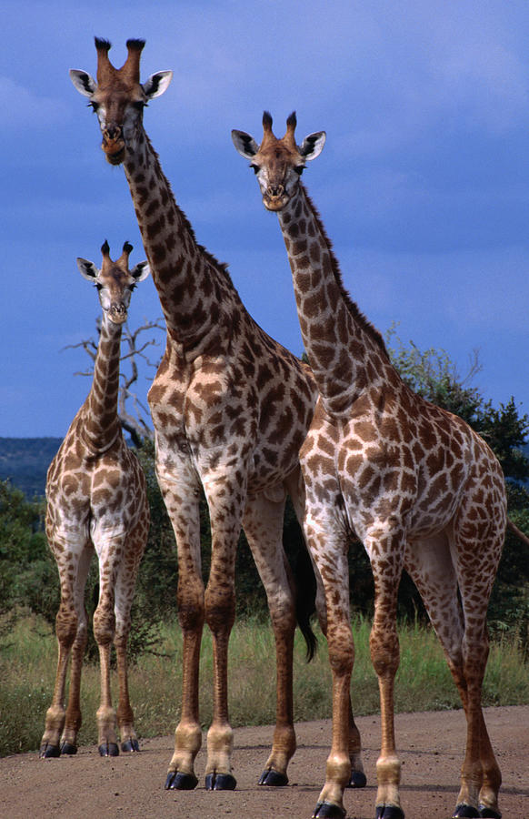 Giraffe Family, Kruger National Park by Lonely Planet