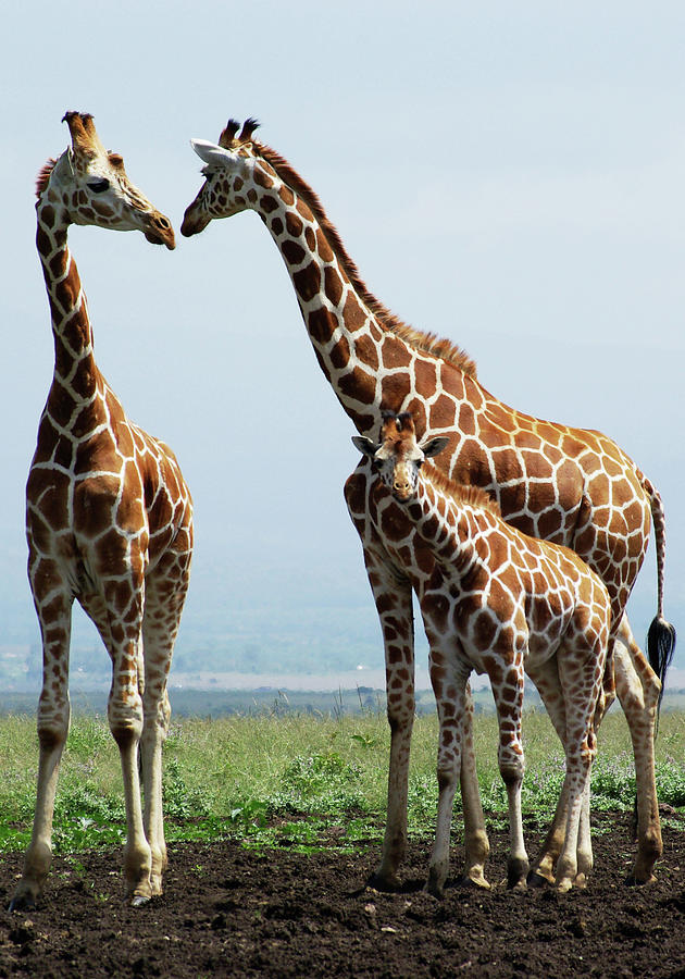 Nature Photograph - Giraffe Family by Sallyrango