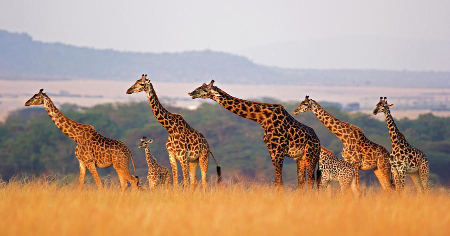 Giraffe Family by Wldavies
