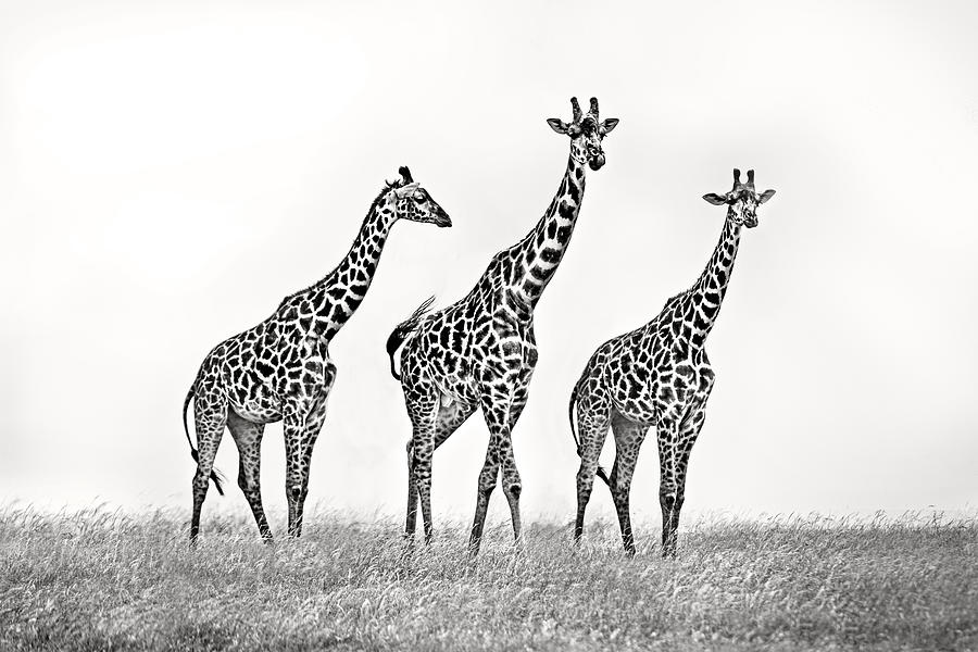 Wildlife Photograph - Giraffe Family by Xavier Ortega