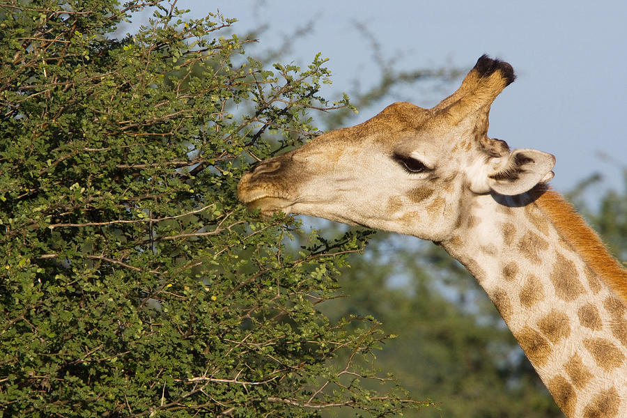 Giraffe Feeding On Acacia Photograph by David Hosking