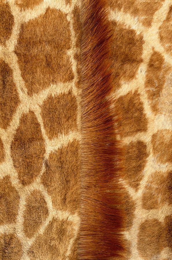 Giraffe Fur Photograph by Siede Preis