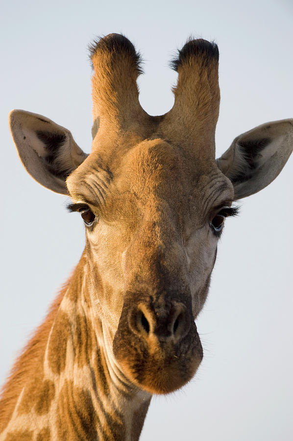 Giraffe Giraffa Camelopardalis Photograph by Christopher Scott