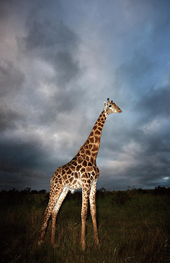 Giraffe Giraffa Camelopardalis In Photograph by Heinrich Van Den Berg