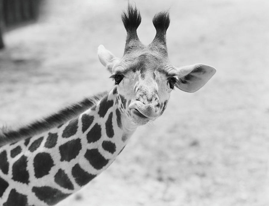 Giraffe Photograph by H. Armstrong Roberts