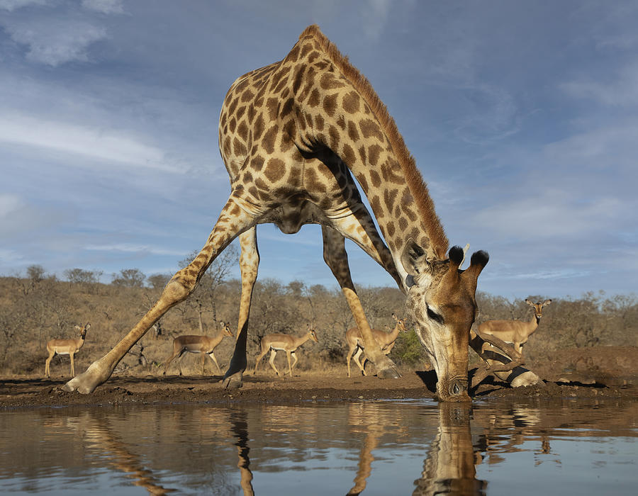 Giraffe Having A Drink Photograph by Linda D Lester
