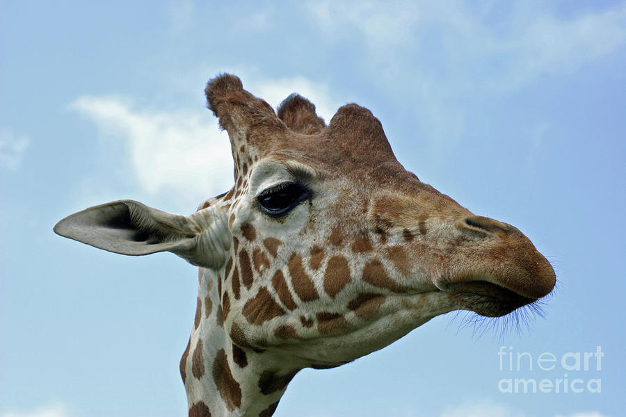 Giraffe Head Photograph