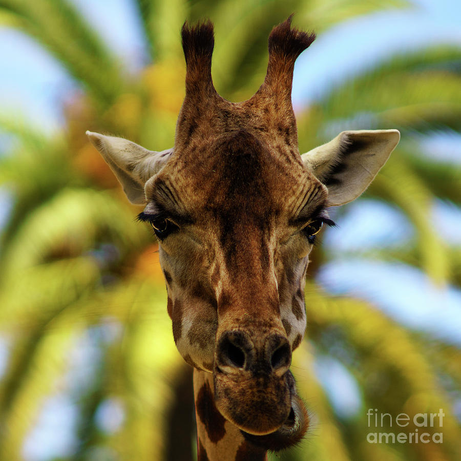 Giraffe Head Looking at Camera Photograph by Pablo Avanzini