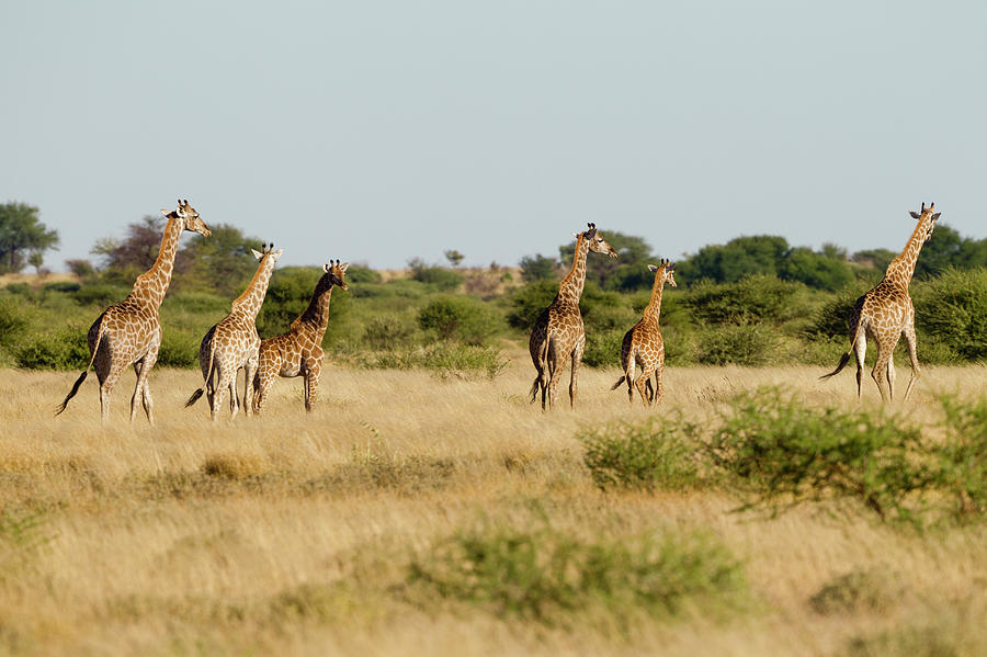 Giraffe Herd, Botswana Photograph by Michele Westmorland