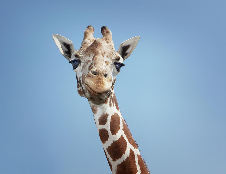 Giraffe Photograph by Hollenderx2