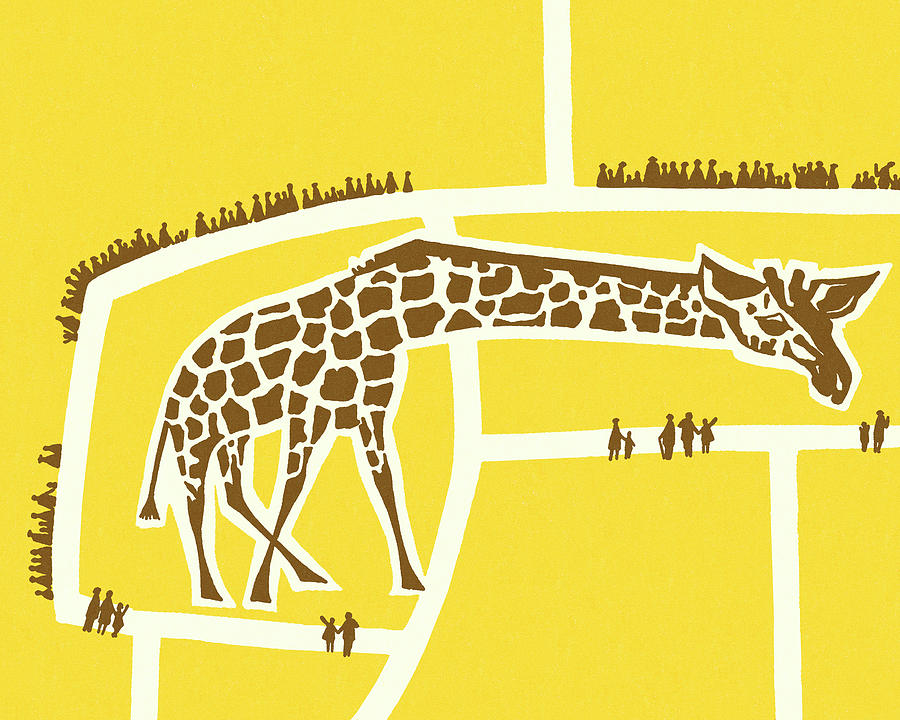 Vintage Drawing - Giraffe in a Zoo by CSA Images