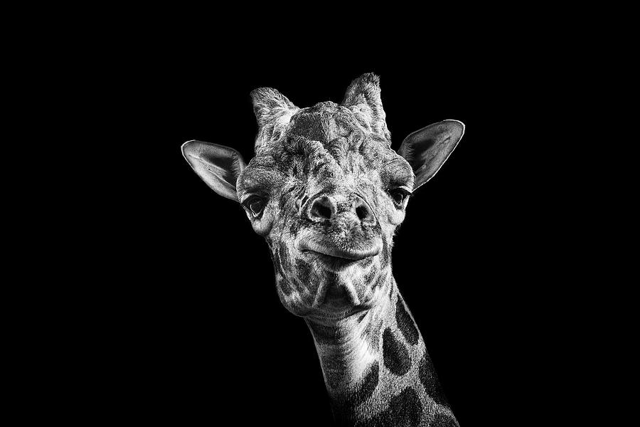 giraffe tumblr black and white