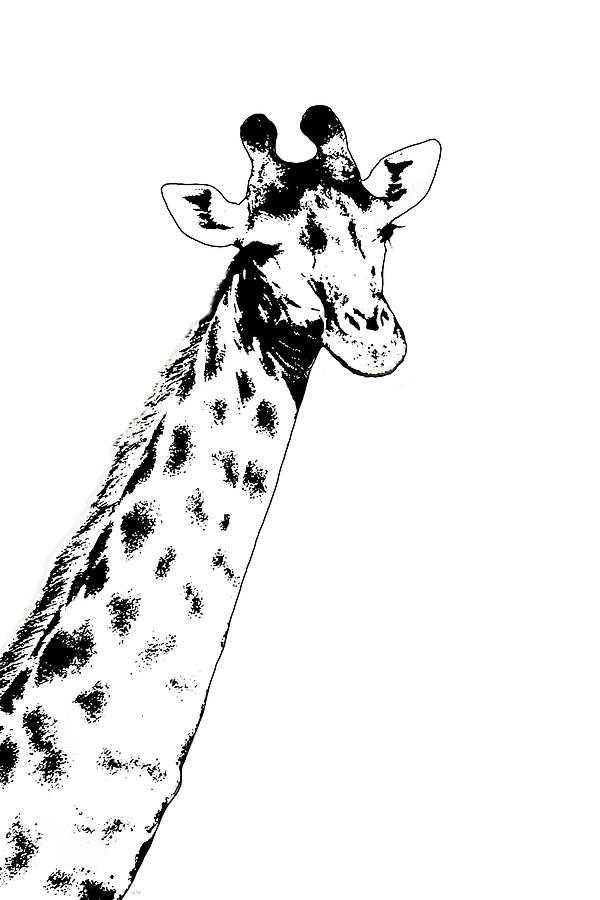 Giraffe In Black and White by Ramona Murdock Giraffe In Black and White by Ramona Murdock
