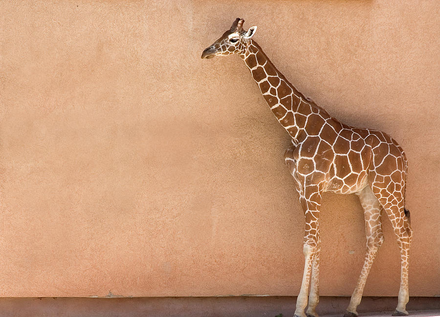 Giraffe In Fornt Of Wall Photograph by R.daut