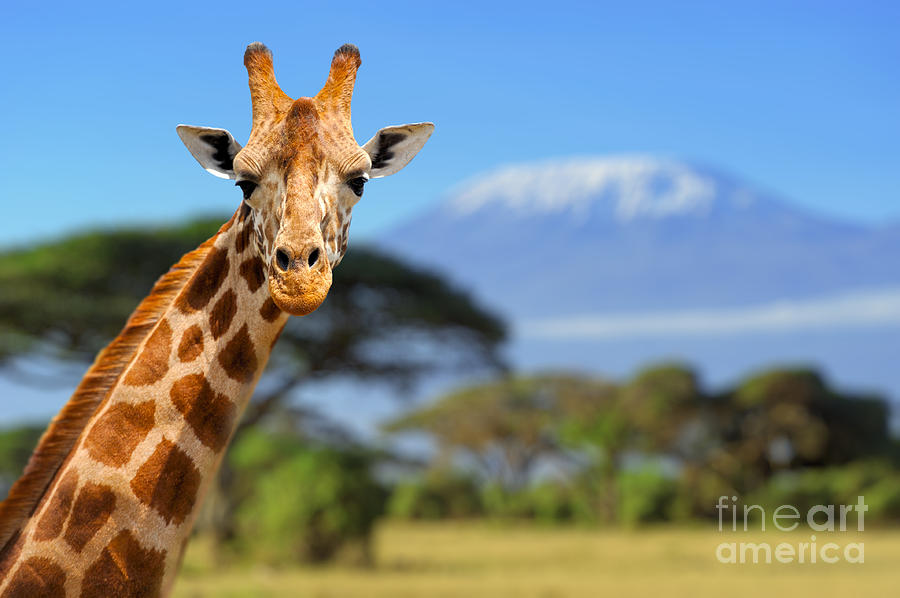 Fur Photograph - Giraffe In Front Of Kilimanjaro by Volodymyr Burdiak Fur Photograph - Giraffe In Front Of Kilimanjaro by Volodymyr Burdiak