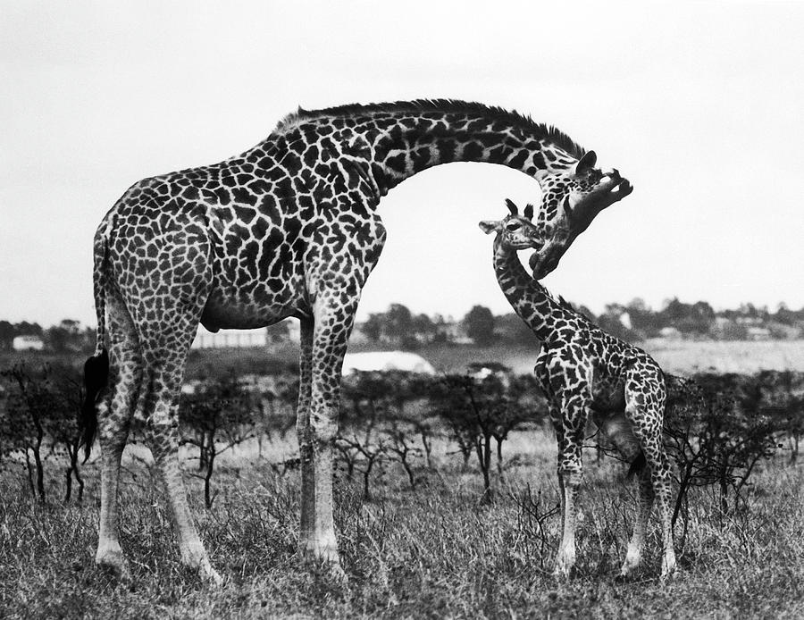 Giraffe In Kenya To 1960 Photograph by Keystone-france