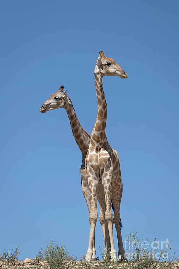 Giraffe In Kgalagadi Transfrontier Park Photograph by Tony Camacho/science Photo Library