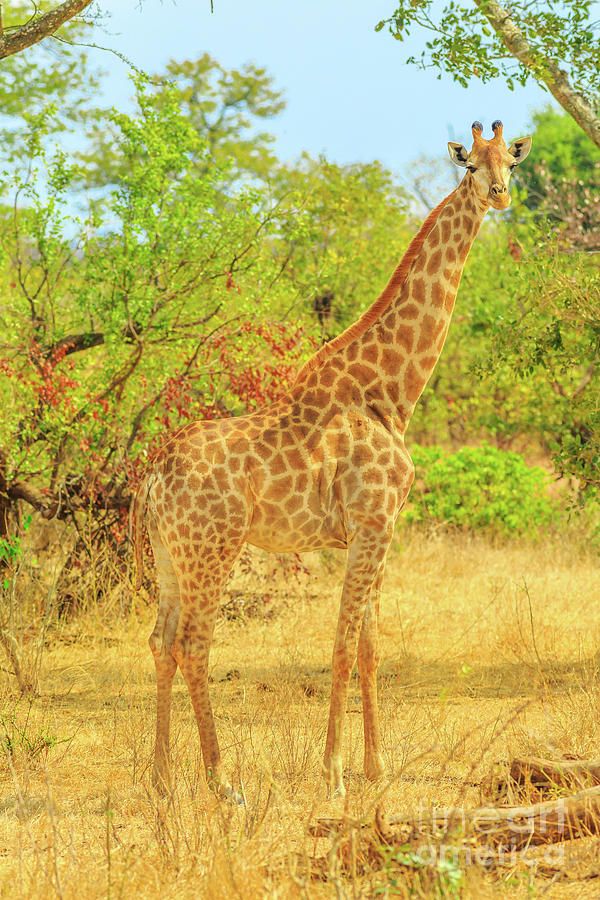 Giraffe in Kruger Photograph by Benny Marty