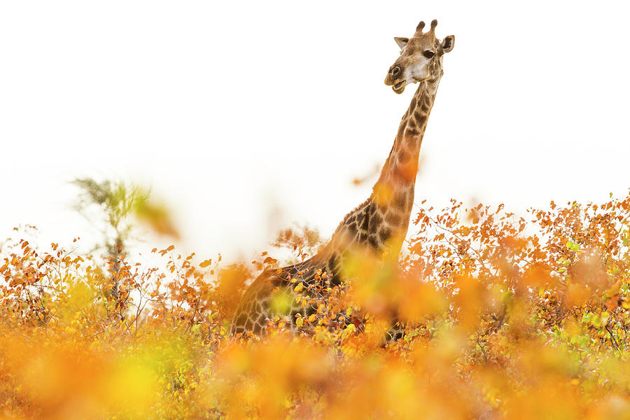Giraffe In Mopane Woodland Photograph by Sebastian Kennerknecht