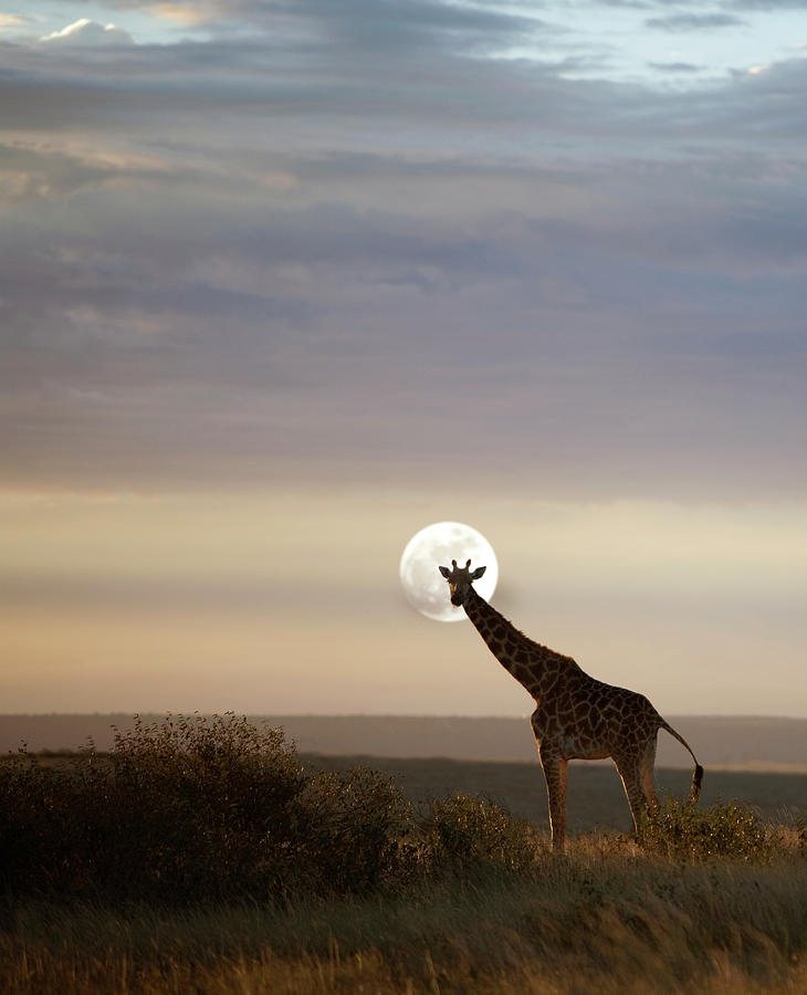 Giraffe In Savannah, Moonrise Photograph by Grant Faint