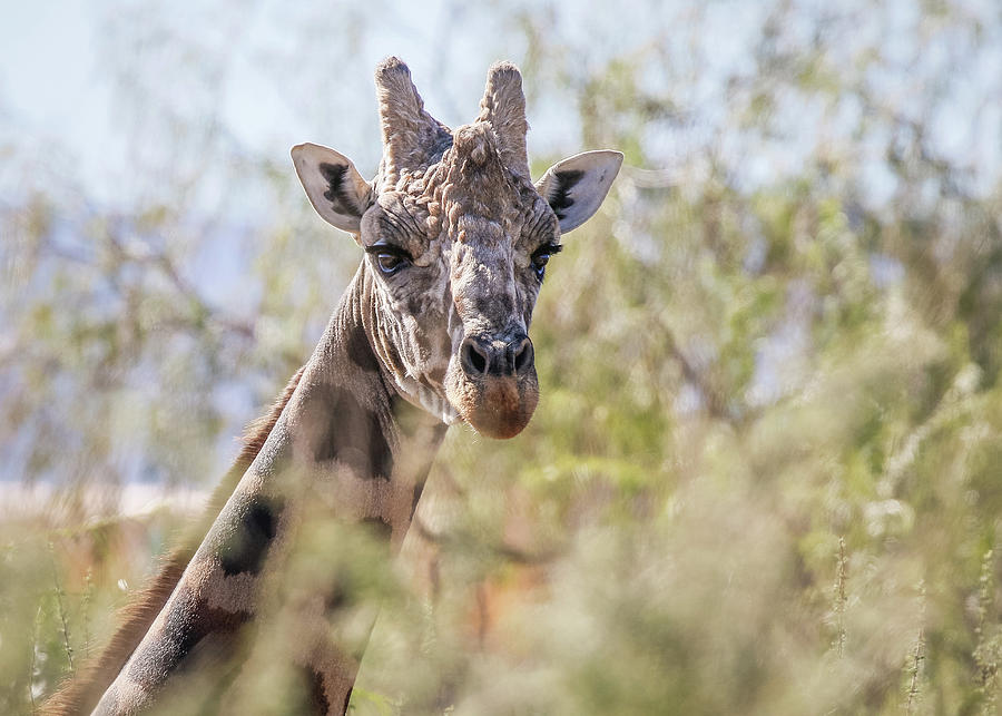 Giraffe In The Jungle Photograph by Athena Mckinzie
